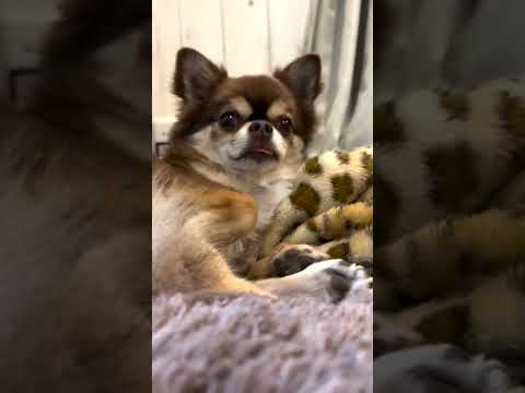 ベロちらロングコートチワワが可愛すぎた#shorts