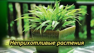 Комнатные растения для ЛЕНЬТЯЕВ! Самые неприхотливые  растения.