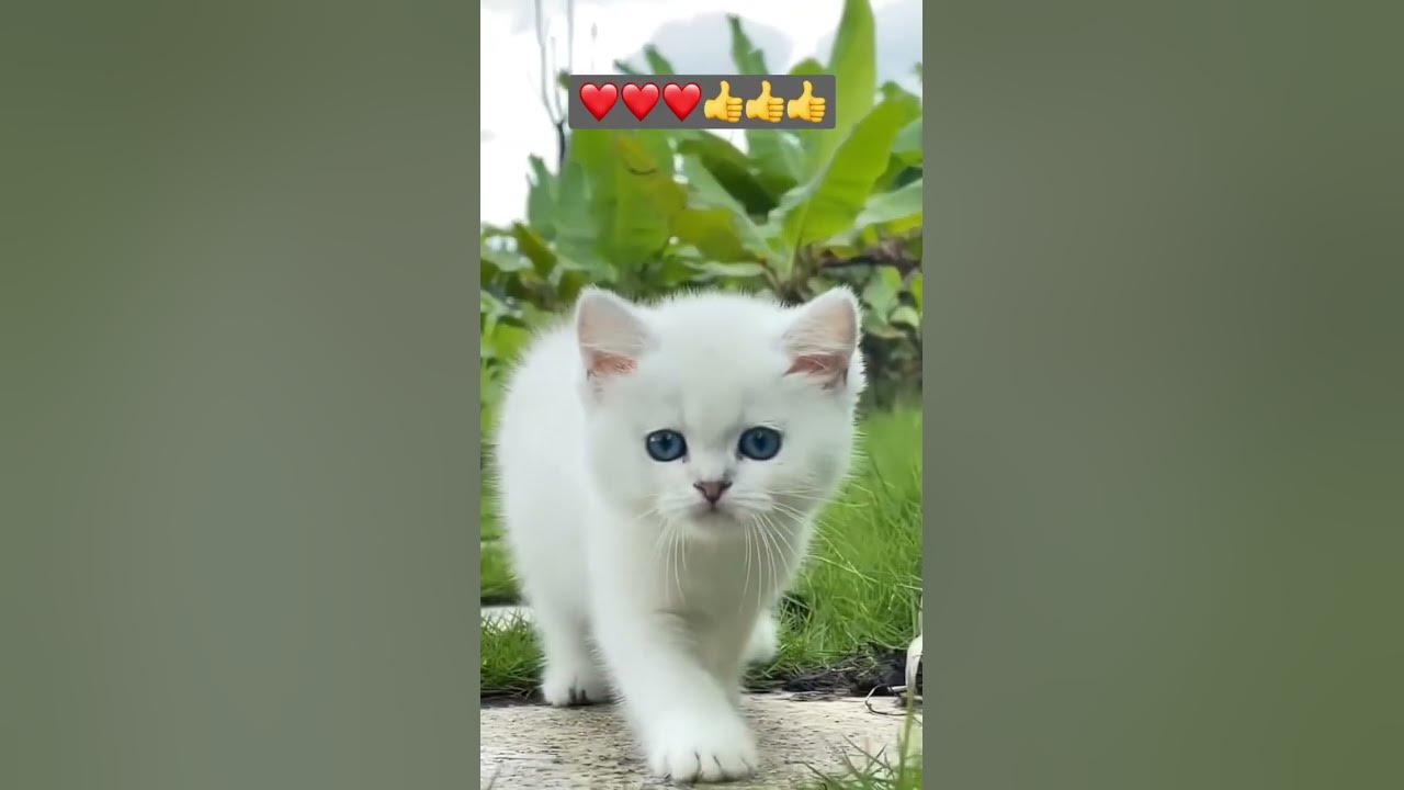 Transformers ishtirokidagi onlayn porno videolar Bredli Kuper yalangoch