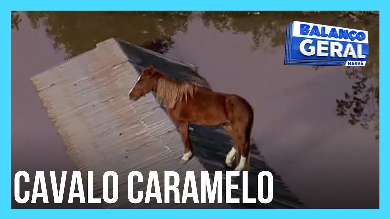 Cavalo que foi resgatado de telhado no RS se recupera após passar 5 dias ilhado