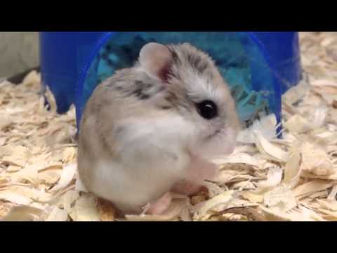 baby-robo-hamster-is-super-cute
