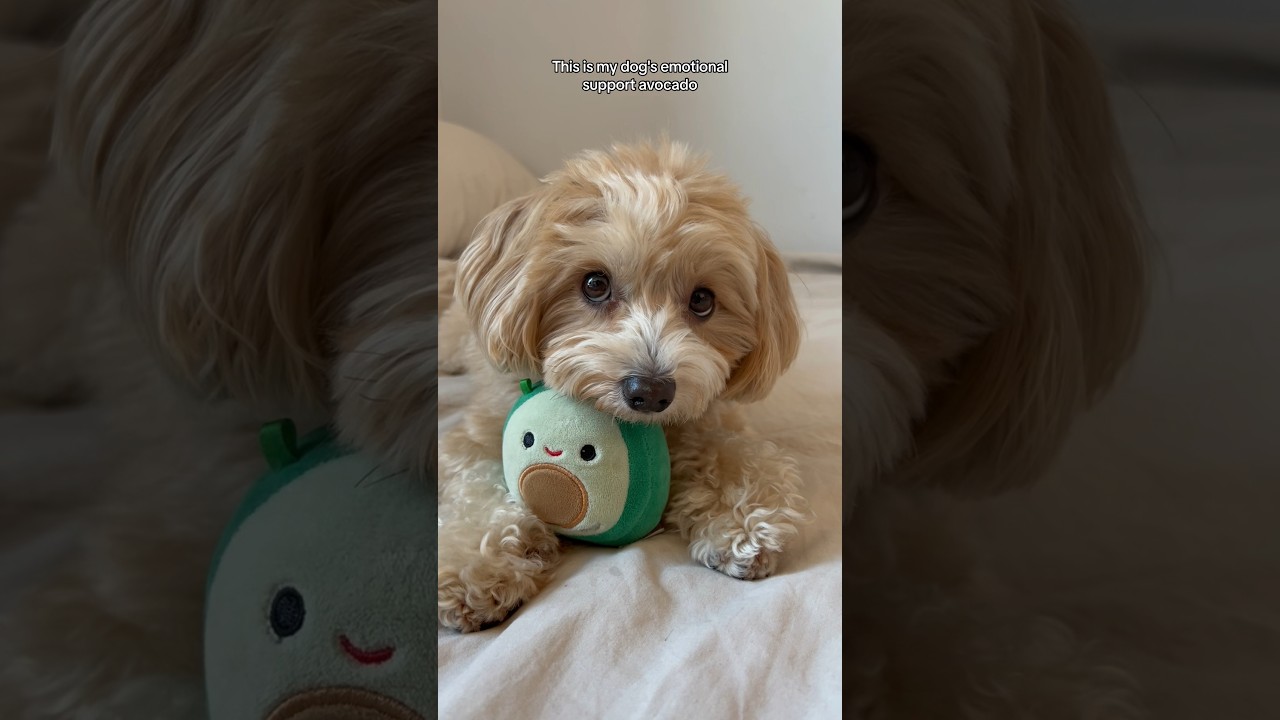 My dog has an emotional support avocado 🥑 #dog #shorts #squishmallows 