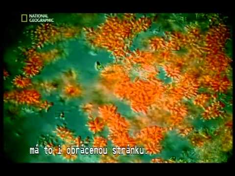 Video: Úloha Tektoniky V Prítomnosti života Na Zemi Bola Určená - Alternatívny Pohľad