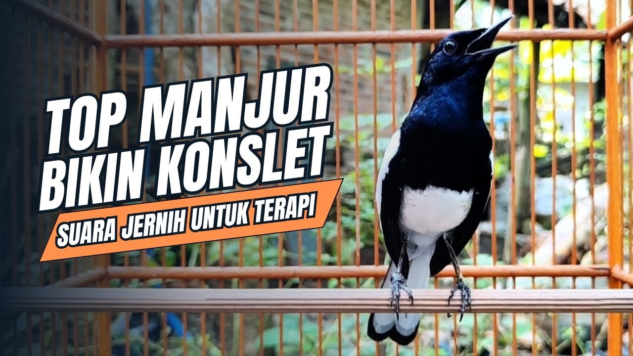 suara BURUNG kacer GACOR ngeplong KONSLET Tarung ini Paling Ampuh buat PANCINGAN KACER agar EMOSI