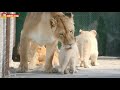 Разноцветные львята Лейлы на прогулке. Тайган. Leila's lion cubs went for a walk. Taigan.