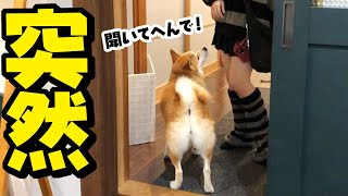 いるはずのない娘の友達が急に現れた時の柴犬ちくわの反応がこちらです