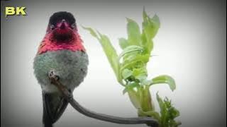 Kolibri Eropa