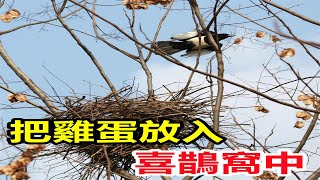 把雞蛋放入喜鵲窩中，会怎么样 by 寵物世界 Pet World 96 views 2 years ago 7 minutes, 33 seconds