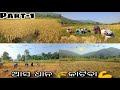 ଆଜି ଆମେ ବଡ଼ ବଡ଼ ବିଲରୁ ଧାନ କାଟିଲୁ 🌾💪||ଖାଇବା କୁ ନେଇ ଛୋଟ ପଟ😁😁@PINKY_LIFESTYLE45 #familyvlog #farmlife