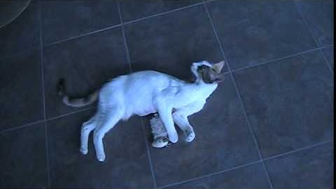 White Mommy Cat and SmartyKat MadcapMouse 080514