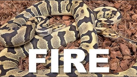 Featured Morph | Fire 🔥🔥🔥 !! With King Austin