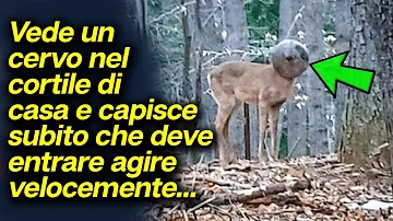 Come allontanare i cervi dal giardino?