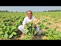 Mooli Palak Ki Sabzi Recipe | Mubashir Saddique | Village Food Secrets