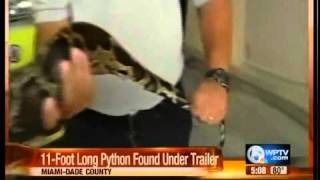 11-foot long python found under trailer