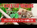 クレステッドゲッコーの飼い方！