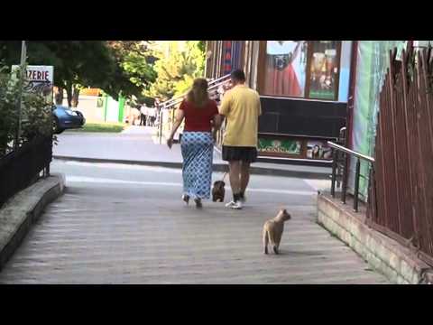 Video: Îmbarcarea Câinelui (și A Pisicii)