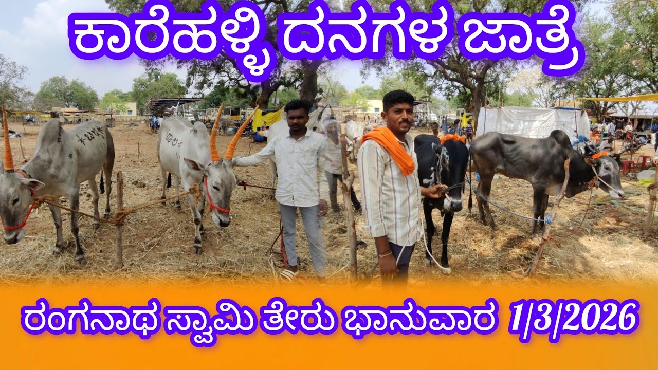 ಕಾರೆಹಳ್ಳಿ ದನಗಳ ಜಾತ್ರೆ  ರಂಗನಾಥ ಸ್ವಾಮಿ ತೇರು ಭಾನುವಾರ  1/3/2026