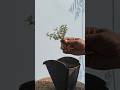 Transplant Dakota Mock Vervain... #like #shorts #fyp #trending #viral #subscribe #garden #ytshorts
