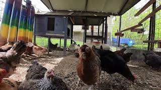 Backyard Chickens - April 27, 2024 - Daily Video 🐣🐥🐤🐔🐓