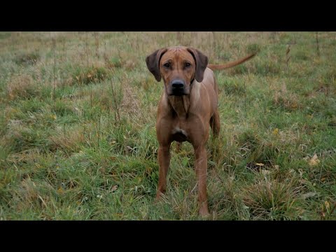 Wideo: Pies Rasy Rhodesian Ridgeback Hipoalergiczny, Zdrowy I Długowieczny