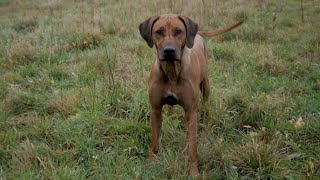 RHODESIAN RIDGEBACK TOP 5 CO MUSISZ WIEDZIEĆ