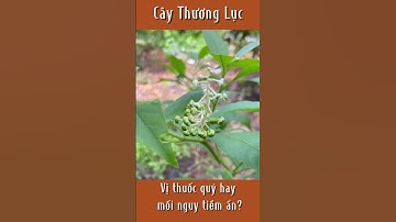 Cây Thương Lục: Công dụng bất ngờ nhưng nguy hiểm khôn lường