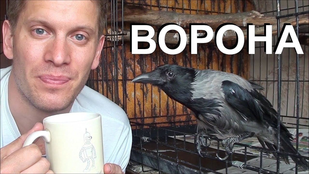 Ворона ласково. Решится завести ворона. Ворон ласково