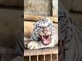Tigre! #tigre #animal #curiosidades #shorts #fyp #natureza
