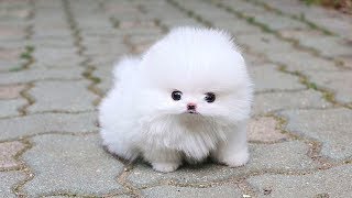 Cute Pomeranian Puppies Videos Compilation 2019 | Cutest and Funny Dogs