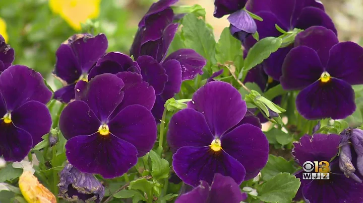 Allergies Or COVID? As Spring Moves In, Maryland A...