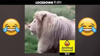 LOCKDOWN में लोग 🔥🤣🤣 #shorts by Animal Channel Hindi 269 views 4 years ago 36 seconds