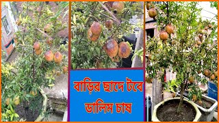 টবে ডালিম চাষ পদ্ধতি ।। বাড়ির ছাদে টবে ডালিম চাষ।। ছাদে কৃষি।।  Pomegranate cultivation in tubs