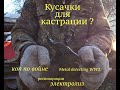 Кусачки для кастрации?) Электролиз. Чистим копаный инструмент. Коп по войне.Metal detecting WW2.