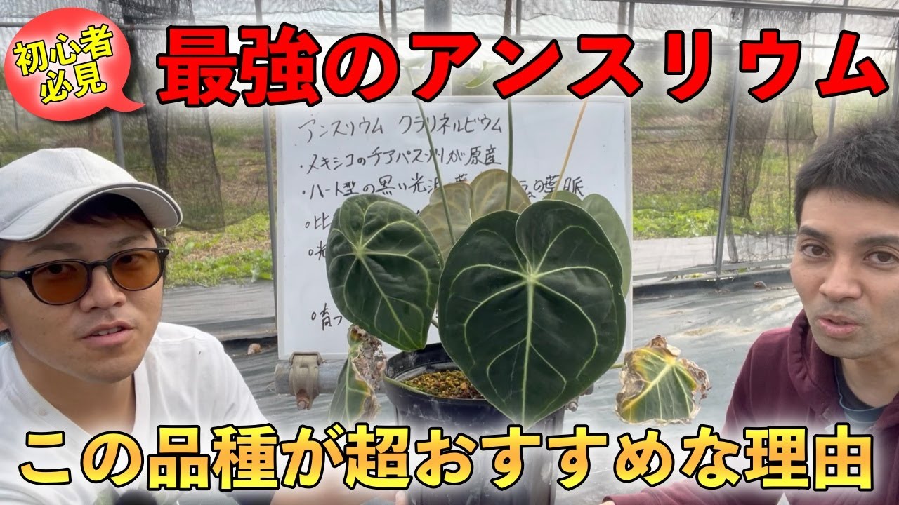 【最強のアンスリウム】絶対に枯れないアンスリウムの紹介！！初心者はまずはこれから！！！【アンスリウム・クラリネルビウム】