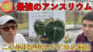 最強のアンスリウム】絶対に枯れないアンスリウムの紹介！！初心者は