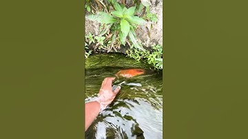 Cá Lớn - Chép đỏ ẩn nấp dưới rong 😱 #khacthuyvlogg