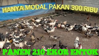 bongkar Rahasia  Hanya Modal Pakan 300 Ribu Panen 210 Ekor Entok