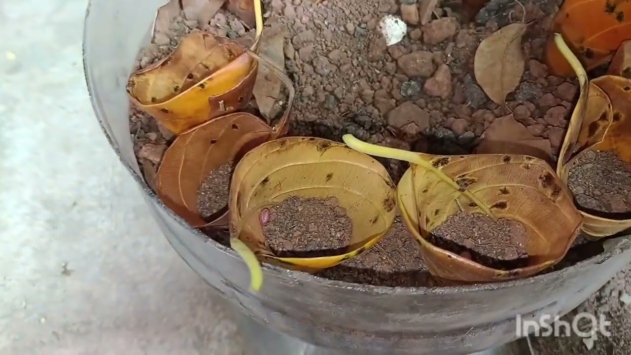 ഇന്ന് ഒരു വെറൈറ്റി വിത്ത് മുളപ്പിക്കൽ ആണ് 