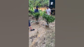 sỉ chè xanh thái nguyên cho các bác về bán lẻ trồng công trình. lh/0947503514