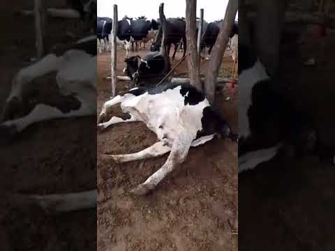 Tragédia no campo: Raio mata seis vacas em Nossa Senhora da Glória #canalrural