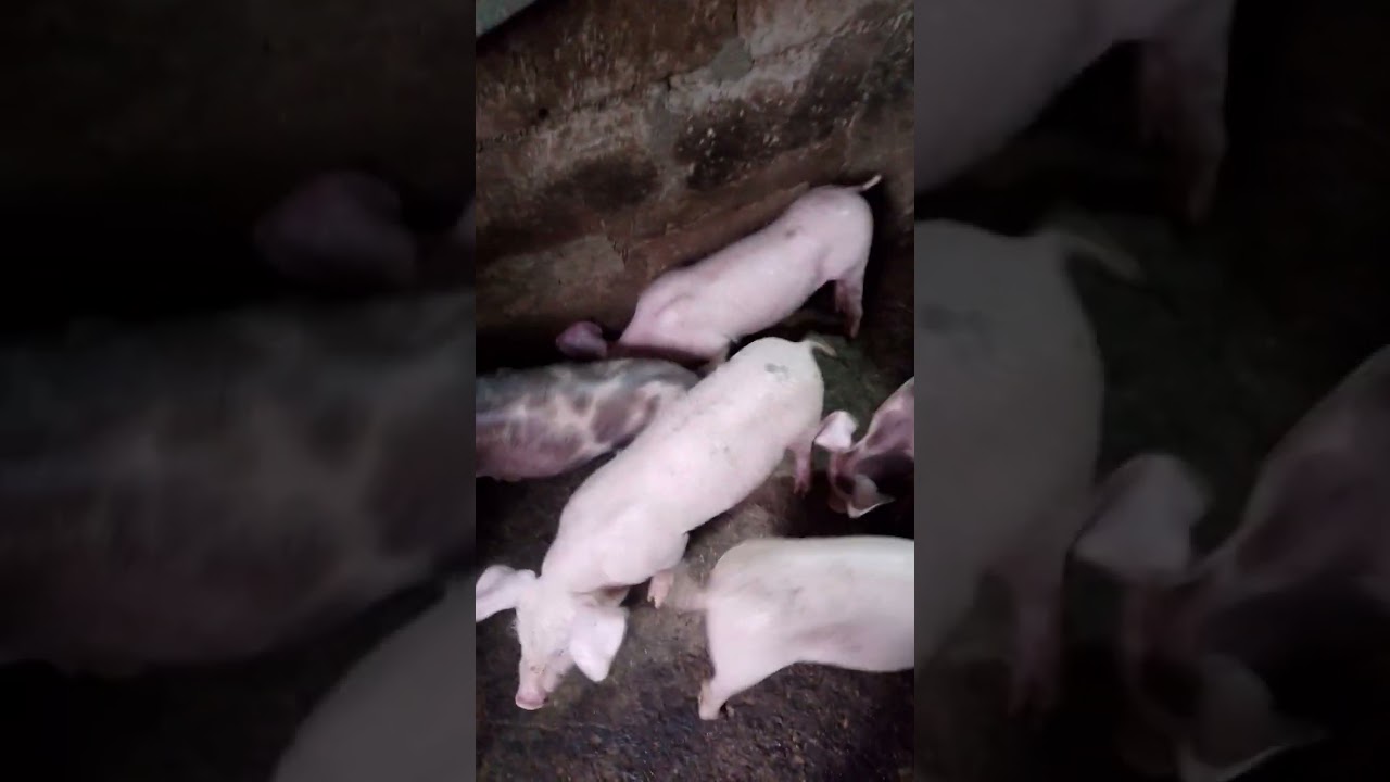 UPDATE KO KAYO SA AMEN MGA BIIK MAGDALAWANG LINGGONA SILA WALAY 