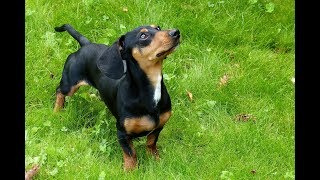 такса кроличья, выставка собак ранга CACIB такса кроличья, выставка собак ранга CACIB