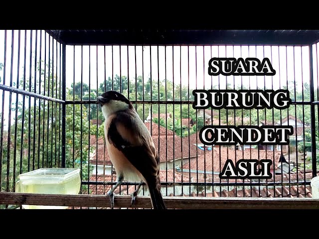 SUARA BURUNG CENDET ASLI class=