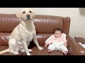 お風呂に入ってる間、子守をしてくれるラブラドールレトリーバー