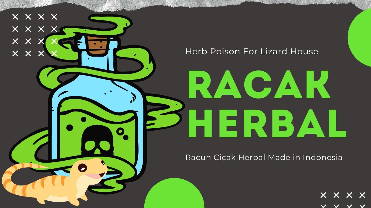 RACAK HERBAL Lizard House Herb Poison Made in Indonesia YouTube