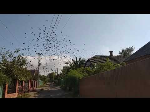 Скворцы в Первомайске, р-н ЖД моста