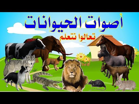 فيديو: الكلاب الملونة