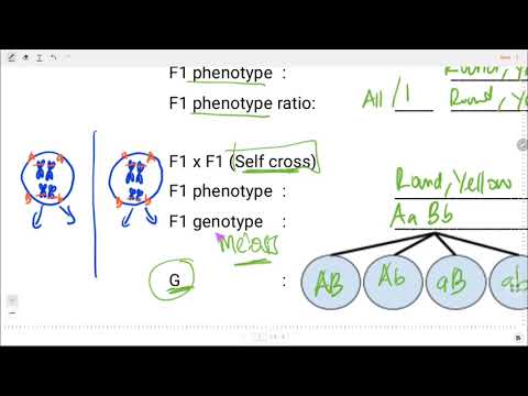 Video: Apakah fenotip dalam kuiz biologi?