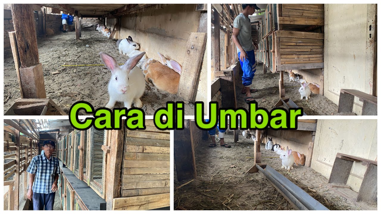 Peternak Sukses || Memelihara Kelinci Dengan Cara di Umbar