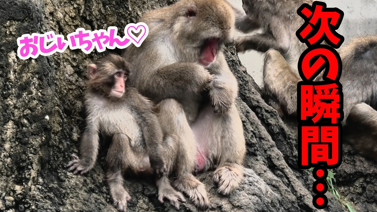 【こんな日もある?】パンチくんの夕方のありのままの様子! 2026年8月16日の夕方　市川市動植物園のニホンザル【パンチくん🐵】Punch the monkey